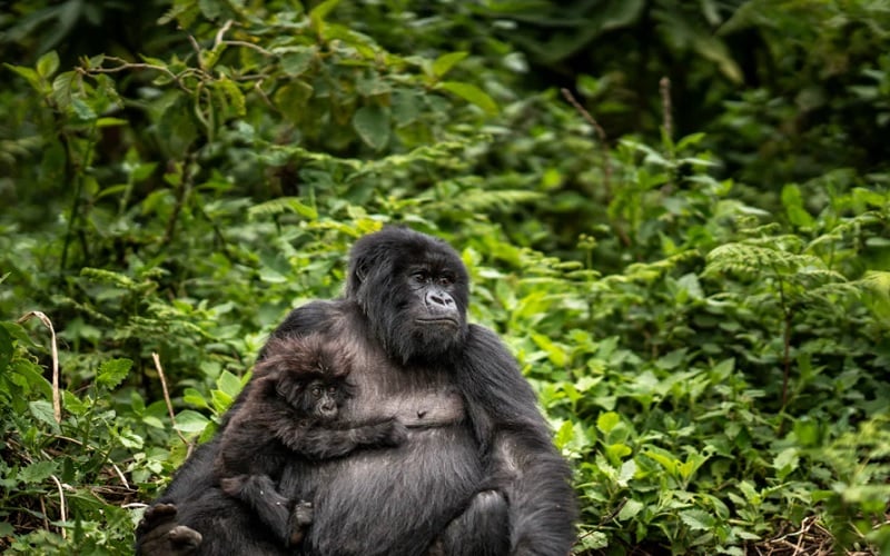7 Day Land of a Thousand Hills Rwanda Gorilla & Safari Tour